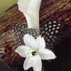 Floralisa calla lily & feather boutonniere