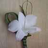 Floralisa dendrobium orchid & ti leaf boutonniere